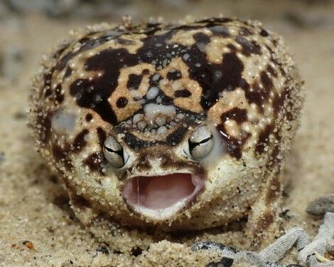 A cute rain frog screaming ((for vengeance))